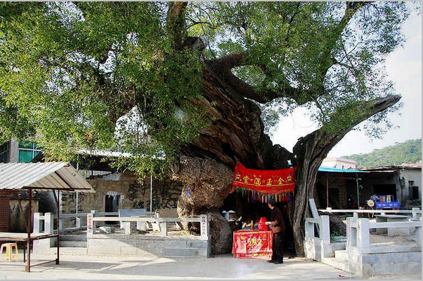 同安洪塘鎮(zhèn)郭山村[公婆樟] - 樹神 (1)_同安洪塘鎮(zhèn)郭山村公婆樟-樹神