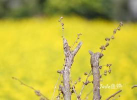 蔗內村油菜花田 (6)_蔗內村油菜花田