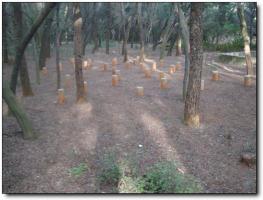 鳳山森林公園 (6)_鳳山森林公園