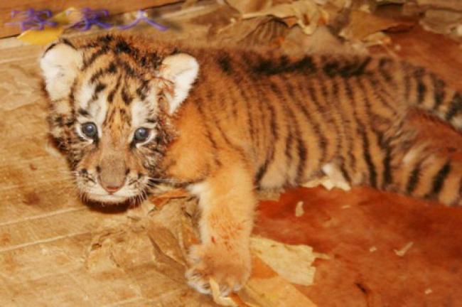 東湖動物園 (6)_東湖動物園