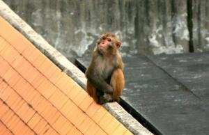 東湖動(dòng)物園 (2)_東湖動(dòng)物園