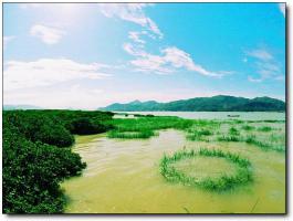 龍海龍海紅樹林自然保護(hù)區(qū) (4)_龍海紅樹林自然保護(hù)區(qū)