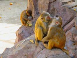 薌城漳州動物園 (4)_薌城漳州動物園