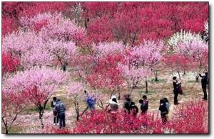 晉安國(guó)家森林公園 (5)_晉安國(guó)家森林公園