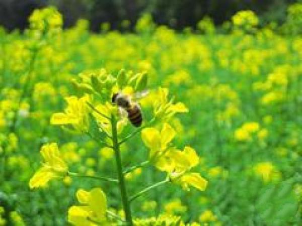 閩侯梧桐下村油菜花田 (4)_閩侯梧桐下村油菜花田