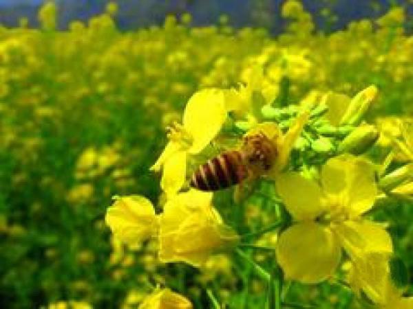 閩侯梧桐下村油菜花田 (3)_閩侯梧桐下村油菜花田