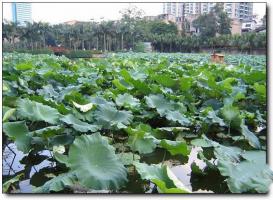 臺(tái)江茶亭公園 (3)_臺(tái)江茶亭公園