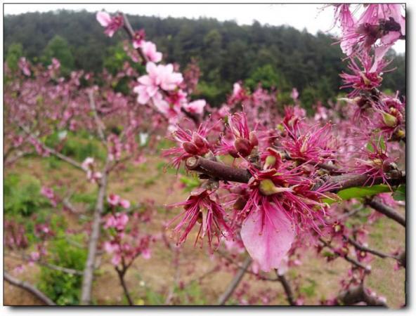 新羅黃坑天池公園 (2)_新羅黃坑天池公園