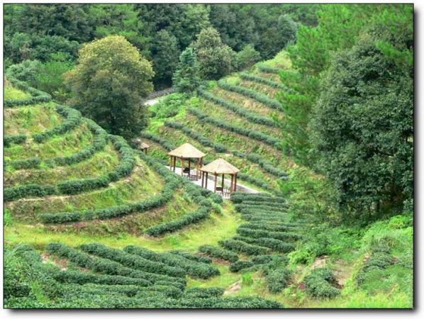 新羅云頂茶園 (4)_新羅云頂茶園