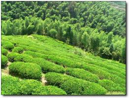 新羅云頂茶園 (2)_新羅云頂茶園