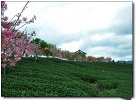 漳平臺品櫻花茶園 (1)_漳平臺品櫻花茶園