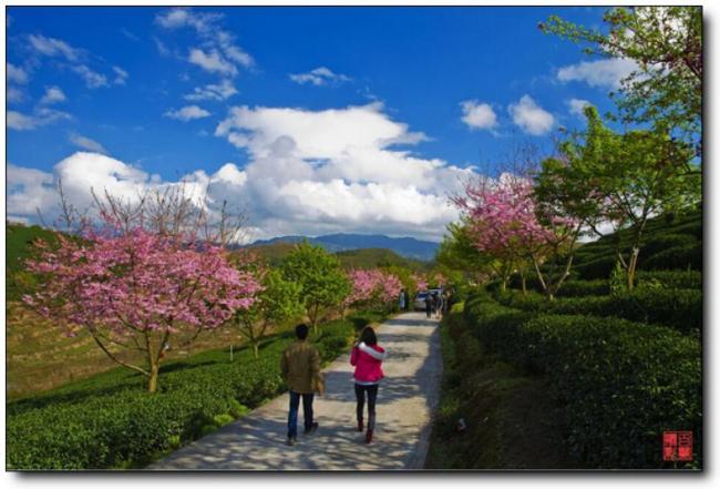 漳平永福櫻花園 (6)_漳平永福櫻花園