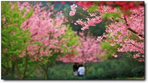 漳平永福櫻花園 (4)_漳平永福櫻花園