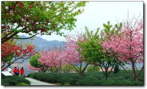 漳平永福櫻花園 (5)_漳平永福櫻花園