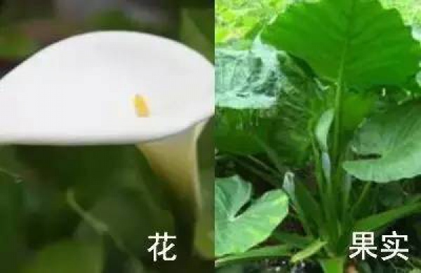 廈門人注意！春天這些野菜不是想吃就能吃!