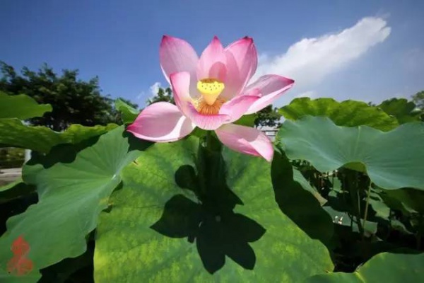 你久等的“夏雨荷”明天終于露面，園博苑走起！