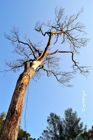 翔安這香山50畝花海綻放