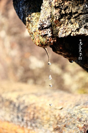 翔安這香山50畝花海綻放