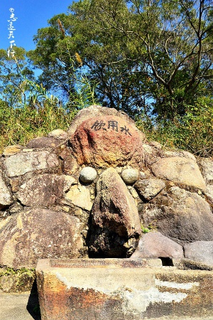 翔安這香山50畝花海綻放