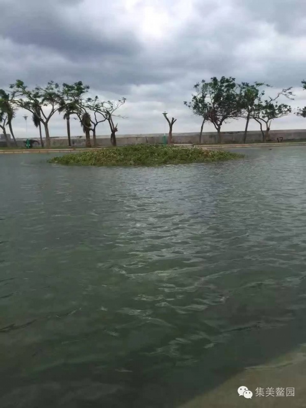 這是集美鰲園一年唯獨一次的景色