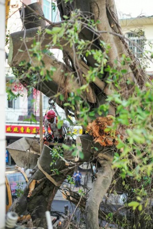 新年新感動：你我牽掛的石鼓路榕樹爺爺發新芽！