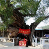 同安洪塘鎮郭山村公婆樟-樹神