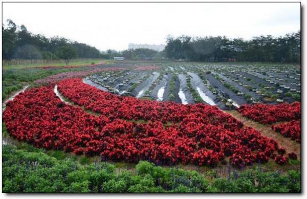 大曦山薰衣草公園好玩嗎_大曦山薰衣草公園怎么去(在哪里)_大曦山薰衣草公園門票多少錢?_大曦山薰衣草公園