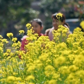 蔗內村油菜花田