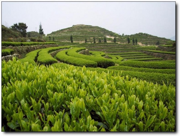 華祥苑生態(tài)茶莊園_安溪華祥苑生態(tài)茶莊園_華祥苑生態(tài)茶莊園