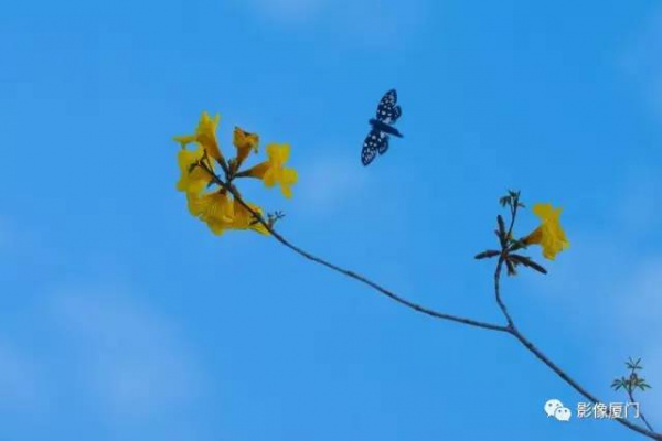 美爆了！廈門那片黃花風鈴木又來了……花期短，趕緊約！