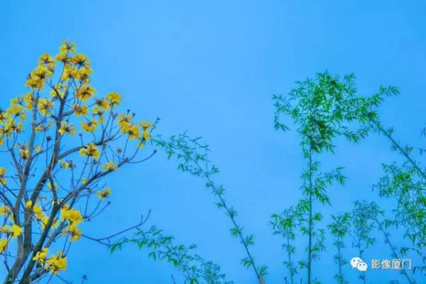 美爆了！廈門那片黃花風鈴木又來了……花期短，趕緊約！