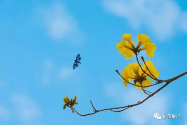 美爆了！廈門那片黃花風鈴木又來了……花期短，趕緊約！