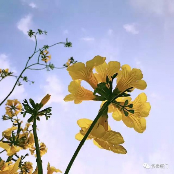 美爆了！廈門那片黃花風鈴木又來了……花期短，趕緊約！