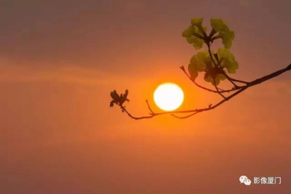 美爆了！廈門那片黃花風鈴木又來了……花期短，趕緊約！