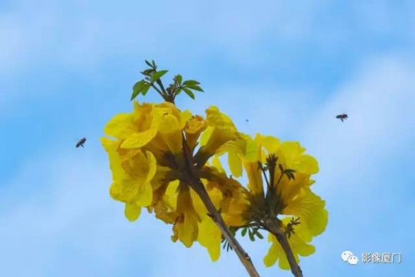 美爆了！廈門那片黃花風鈴木又來了……花期短，趕緊約！