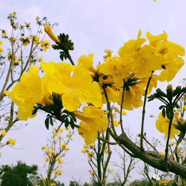 美爆了！廈門那片黃花風鈴木又來了……花期短，趕緊約！