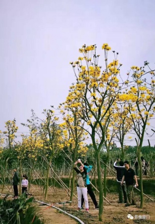 美爆了！廈門那片黃花風鈴木又來了……花期短，趕緊約！