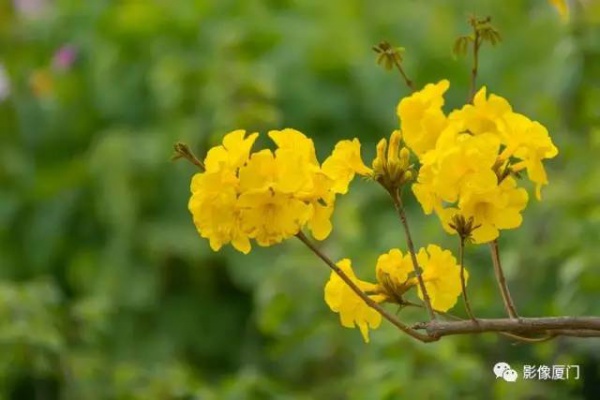 美爆了！廈門那片黃花風鈴木又來了……花期短，趕緊約！