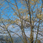 永春海峽藍天生態(tài)莊園