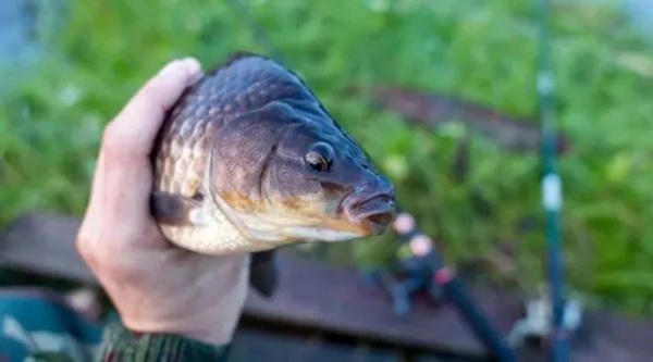 吃了這么多年魚(yú)，你可能不知道這6種魚(yú)最好不要吃