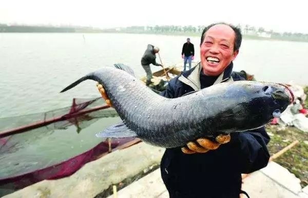 吃了這么多年魚(yú)，你可能不知道這6種魚(yú)最好不要吃